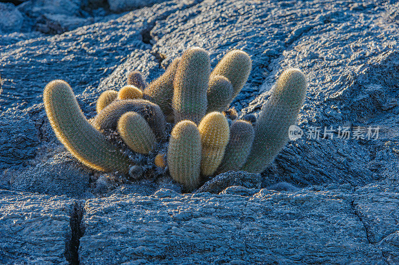 熔岩仙人掌，Brachycereus nesioticus，特有，蓬塔埃斯皮诺萨，费尔南迪纳岛，加拉帕戈斯群岛。这种植物是熔岩地带的殖民者。仙人掌科。